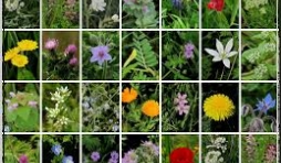 STAGES d’initiation à la SURVIE et CUEILLETTE de plantes sauvages, légumes & fruits oubliés