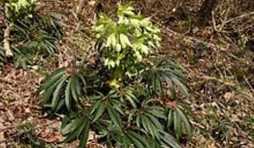 L'hellebore