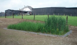bassin avec plantes aquatiques