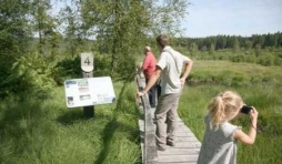 Promeneurs admirant l'Osmonde Royale