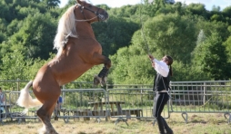 Ecuries Amourie : cheval comtois