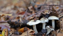 Champignon comestible ou veneneux?