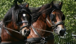 Fete du cheval de trait, Hargnies