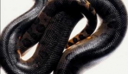 La foire aux serpents de Harry Crews – Editions Folio. 