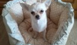 Juicy ,le chihuahua de Nathalie de Bruxelles , notre gagnante du mois d'avril
