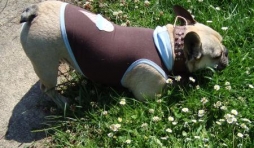 Collection speciale bouledogue francais