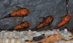Ancistrus Sp. LDA 16  12 euros