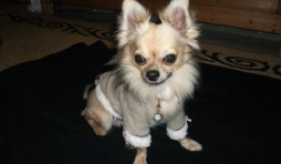 Noa ,le chihuahua de veronique 